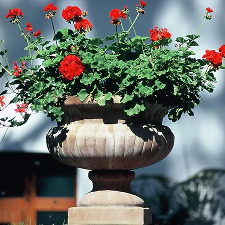 Zi' Teresa 4* Półwysep Sorrentyński